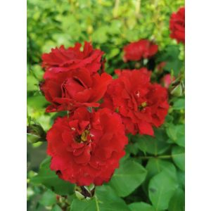 Rosa Floribunda Red - Csokros rózsa