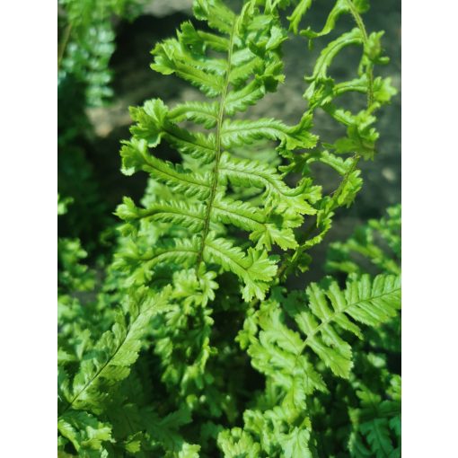 Dryopteris affinis Cristata The King - Pelyvás pajzsika