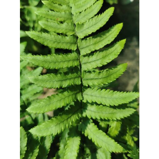 Dryopteris atrata – Borzas pajzsika