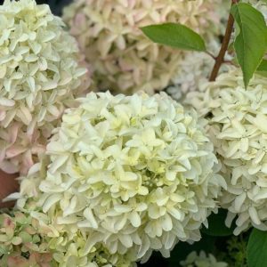 Hydrangea paniculata Magical Lime Sparkle - Bugás hortenzia