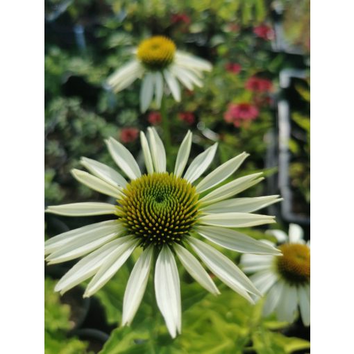 Echinacea purpurea White Swan - Kasvirág