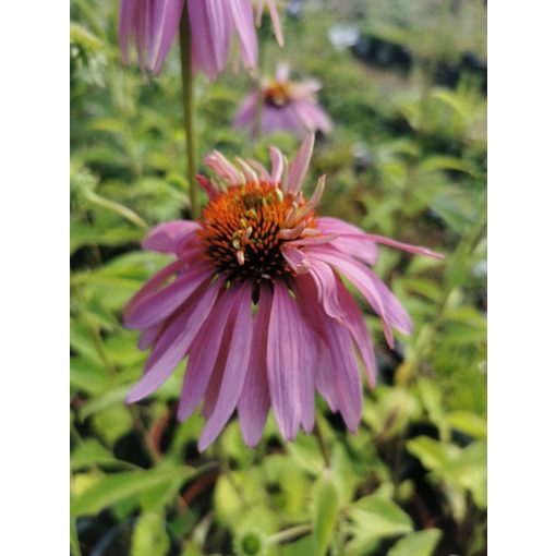 Echinacea purpurea Double Decker - Kasvirág