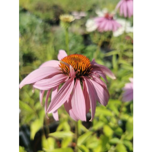 Echinacea purpurea - Kasvirág