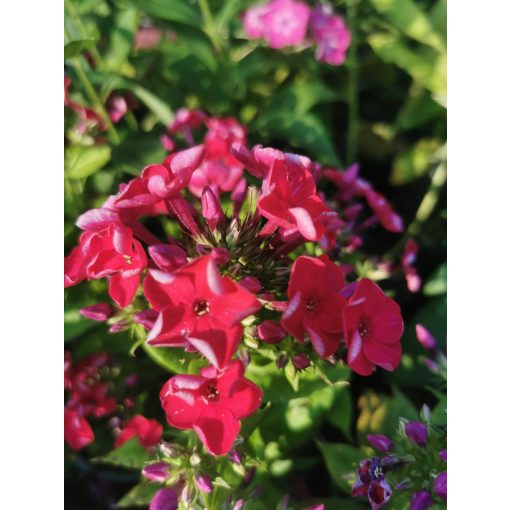 Phlox paniculata Flame Red - Bugás lángvirág