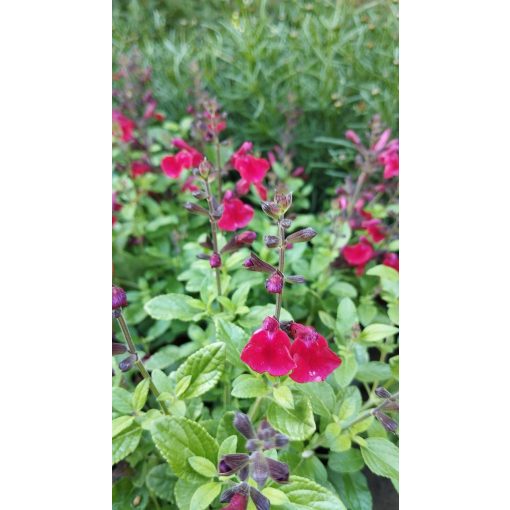 Salvia gregii Mirage Cherry Red - Őszi zsálya