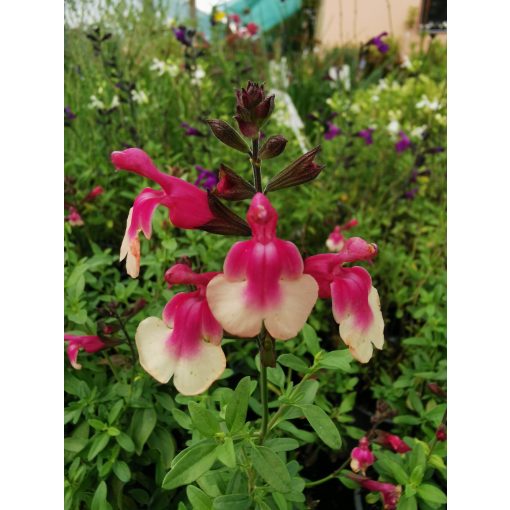 Salvia gregii Mirage Rose Bicolor - Őszi zsálya