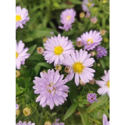 Aster dumosus Aqua Compact - Évelő őszirózsa