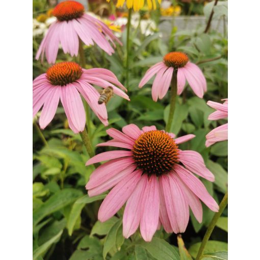 Echinacea purpurea Magnus - Kasvirág