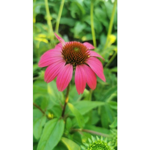 Echinacea purpurea Pow Wow Wild Berry - Kasvirág