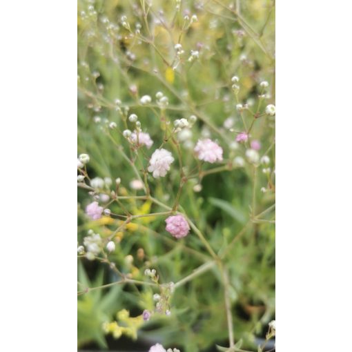 Gypsophila paniculata Festival Pink Lady - Fátyolvirág