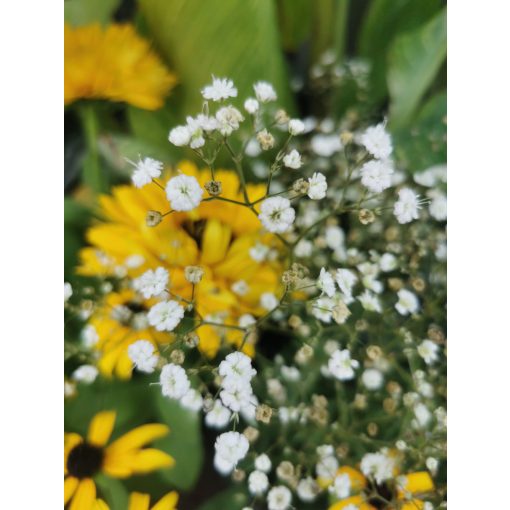 Gypsophila paniculata Festival White Flare - Fátyolvirág