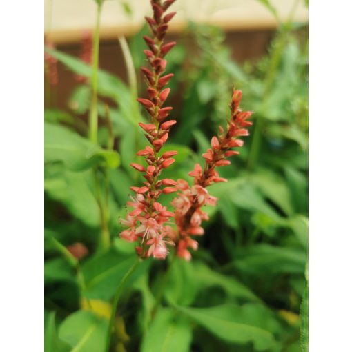 Persicaria amplexicaulis Orange Field - Keserűfű