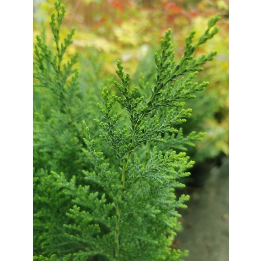 Chamaecyparis lawsoniana Columnaris - Oregoni hamisciprus