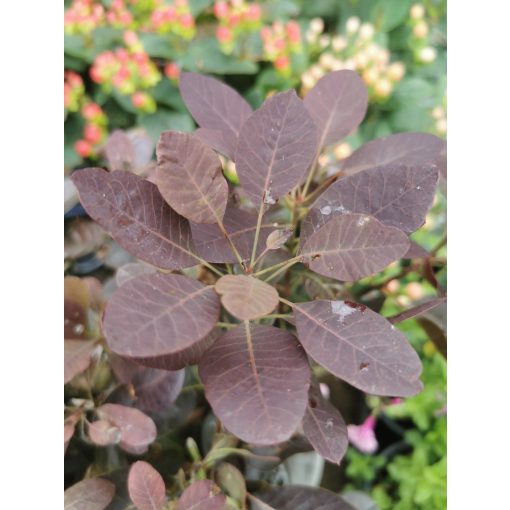 Cotinus coggygria Royal Purple - Bíborszínű cserszömörce