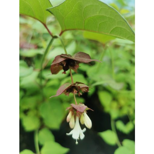 Leycesteria formosa  – Himalájai dudváslonc