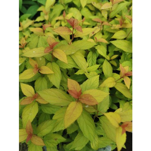 Spiraea japonica Goldflame – Japán gyöngyvessző