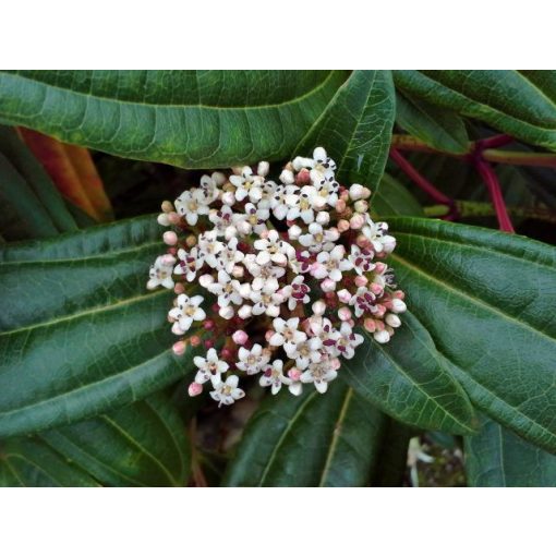 Viburnum davidii - Törpe bangita