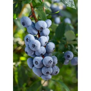 Vaccinium corymbosum Brigitta Blue - Áfonya