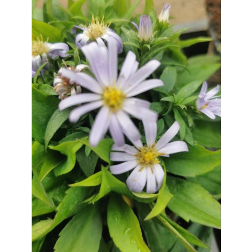 Aster dumosus Blauer Zwerg - Törpe évelő őszirózsa