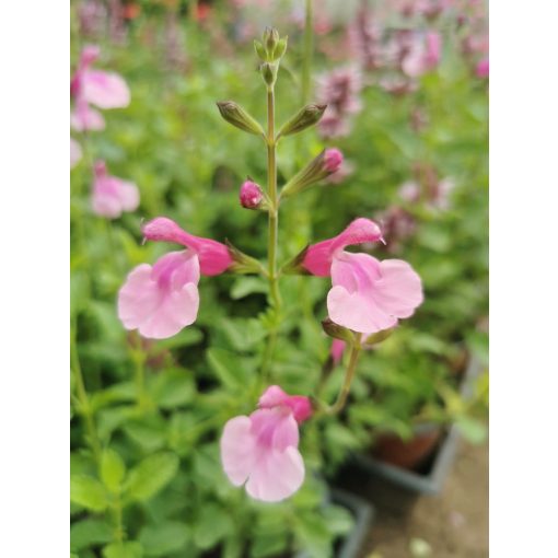 Salvia microphylla Delice Hesperides - Őszi zsálya