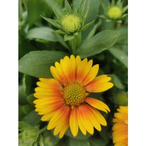 Gaillardia aristata African Sunset - Kokárdavirág