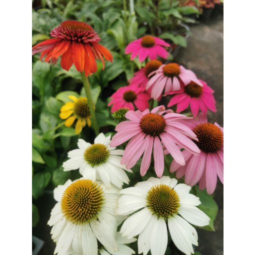 Echinacea purpurea Mix - Kasvirágok vegyesen