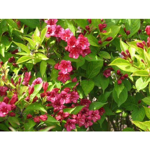 Weigela Eva Rathke - Rózsalonc