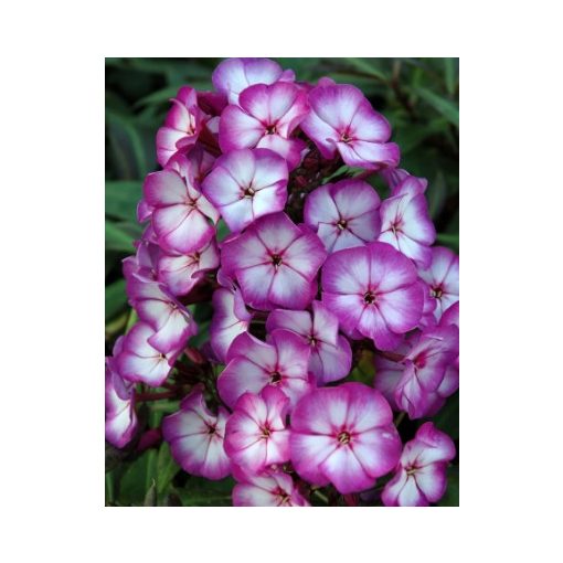 Phlox Sweet Summer Fantasy - Bugás lángvirág