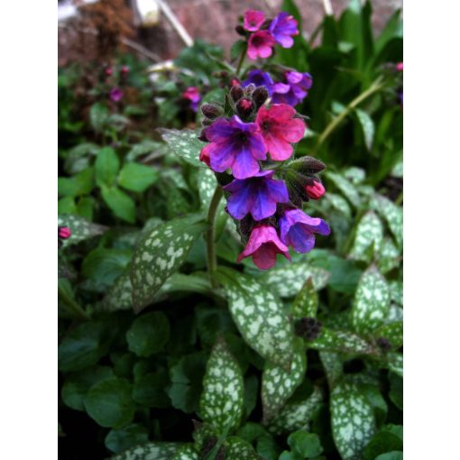 Pulmonaria officinalis - Pettyegetett tüdőfű