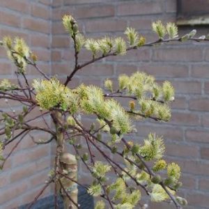 Salix repens Iona