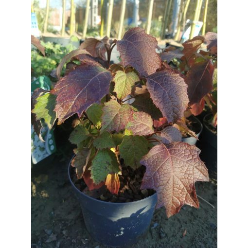 Hydrangea quercifolia - Tölgylevelű hortenzia