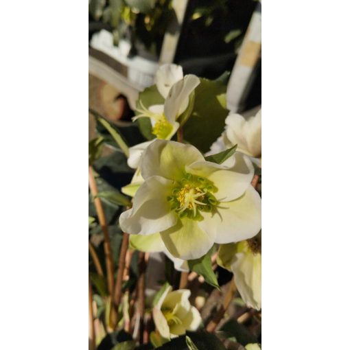 Helleborus x ericsmithii Viv Valeria - Hunyor