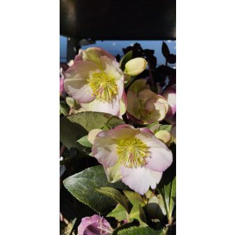 Christmas Rose/Lenten Rose