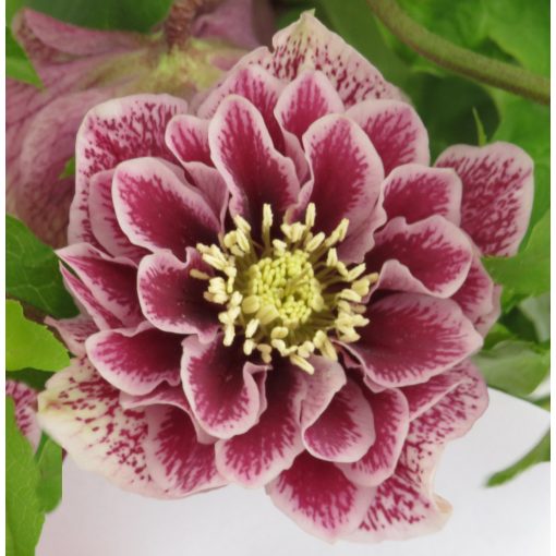 Helleborus orientalis Rubina - Hunyor