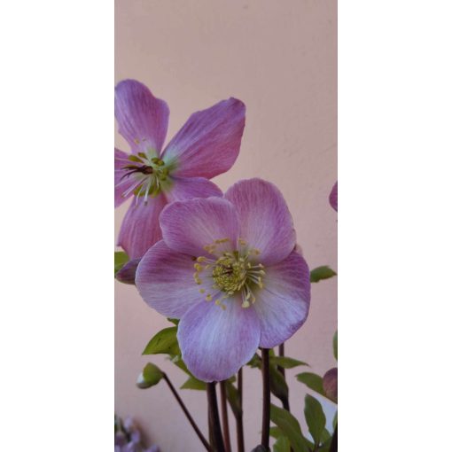 Helleborus orientalis Verboom Sifra - Hunyor