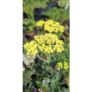 Achillea Anthea - Cickafark