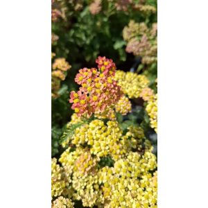 Achillea millefolium Milly Rock Red - Cickafark