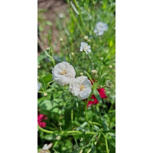 Achillea ptarmica The Pearl - Cickafark