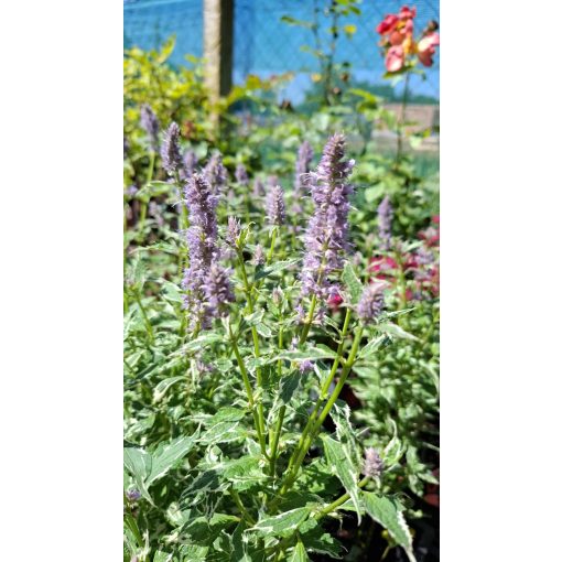 Agastache Crazy Fortune - Izsópfű