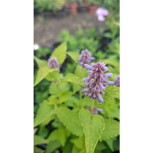 Agastache rugosa Golden Jubilee - Izsópfű