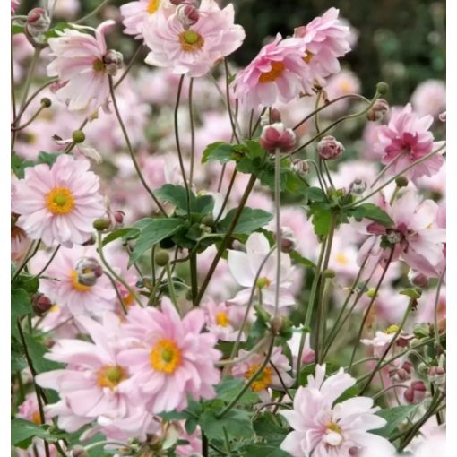 Anemone hybrida Königin Charlotte - Szellőrózsa