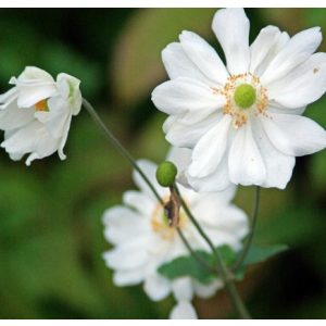 Anemone hybrida Whirlwind - Szellőrózsa