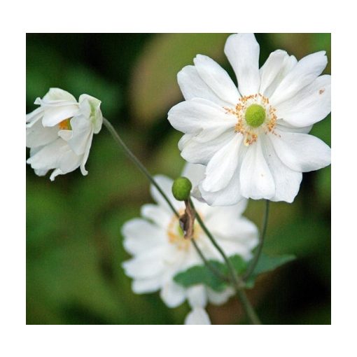 Anemone hybrida Whirlwind - Szellőrózsa