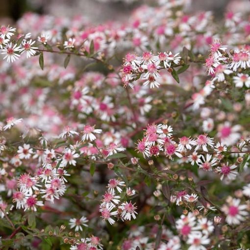 Aster laterifolius Lady in Black - Évelő őszirózsa