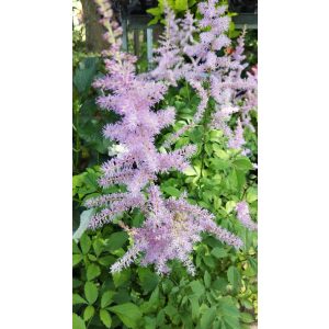 Astilbe arendsii Amethyst - Tollbuga