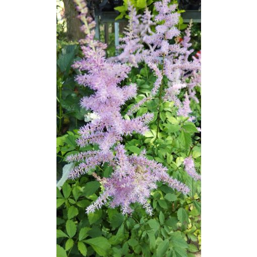 Astilbe arendsii Amethyst - Tollbuga