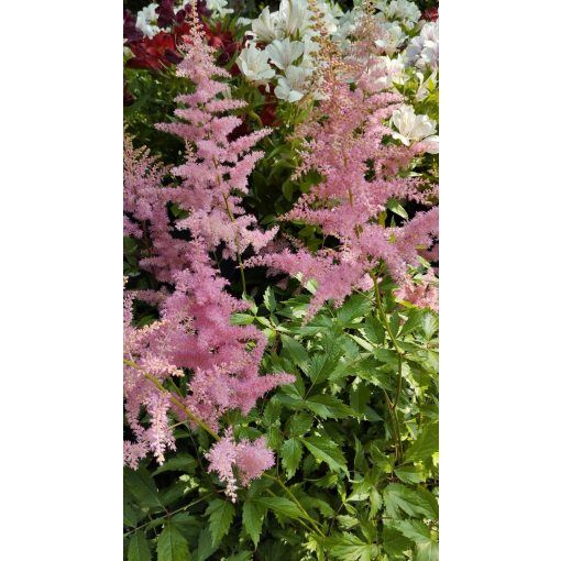 Astilbe arendsii Anita Pfeifer - Tollbuga