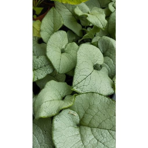 Brunnera macrophylla Alexandria - Kaukázusi nefelejcs