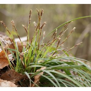 Carex digitata - Ujjas sás