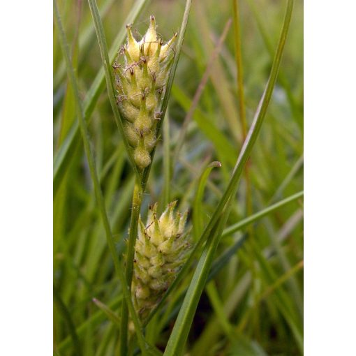 Carex hirta - Borzas sás